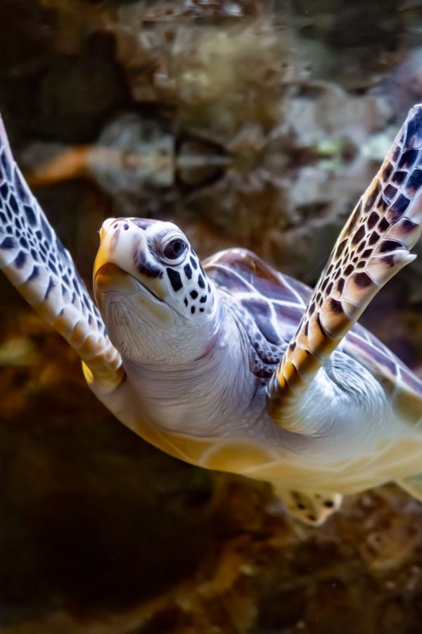 sea-turtle-swims-under-water-2021-08-26-23-00-28-utc-scaled